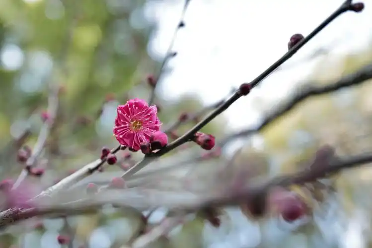 芳菲满园丨迟放的梅花少了份孤寒多了些风情