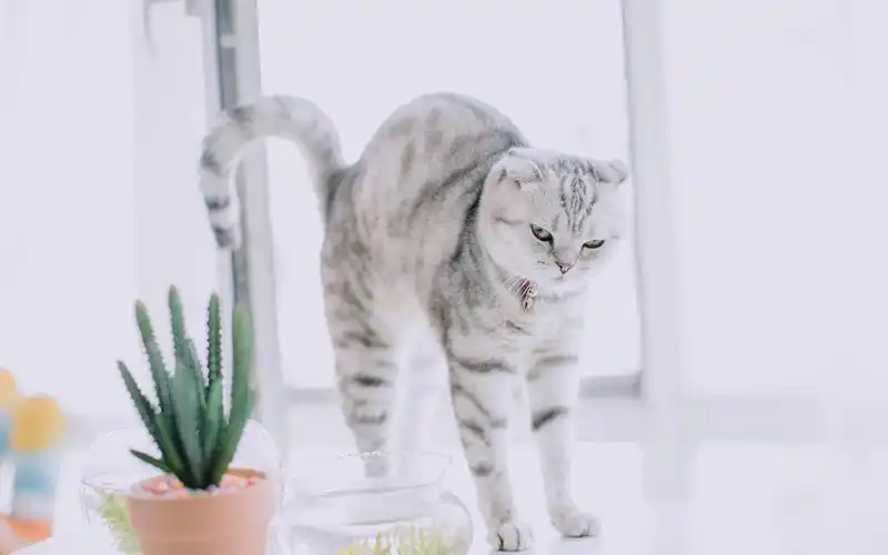 网红猫咪高清萌宠动物壁纸图片