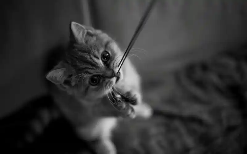 猫,喵星人,可爱,黑白,玩,猫壁纸图片