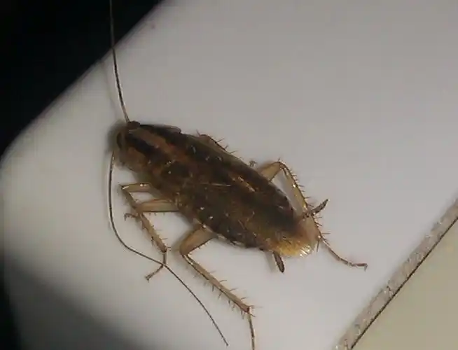 宿舍出现了很多这样的虫子,求百科,求大神知道怎么灭掉!