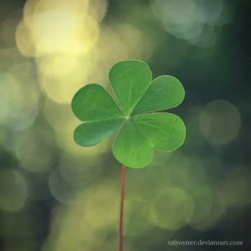 让你好运爆满的幸运草头像lucky可爱点