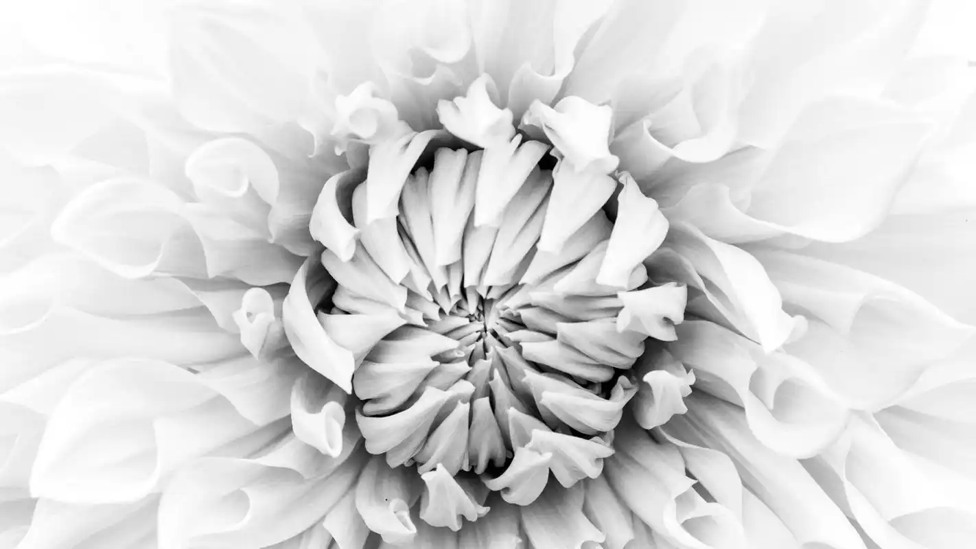 黑白色调花束桌面壁纸