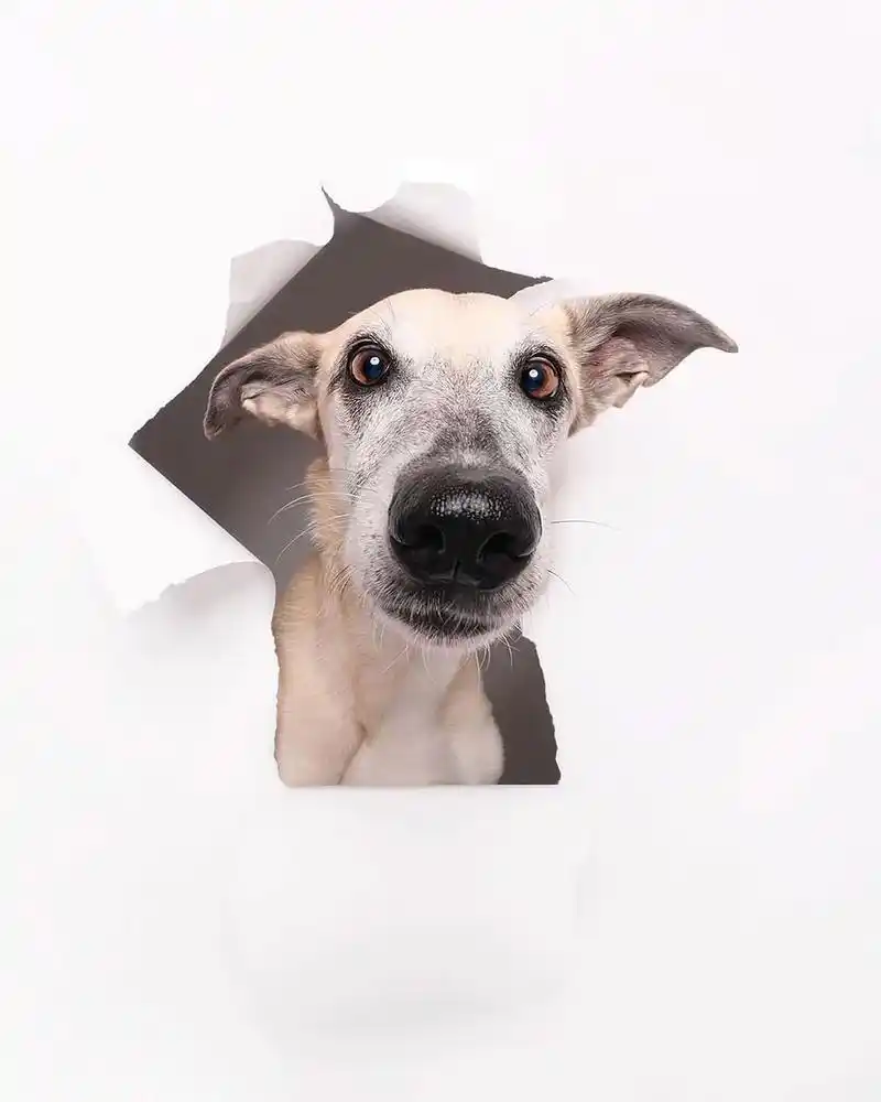 高清狗头系列图片,拿去做头像或者表情包吧! - 抖音