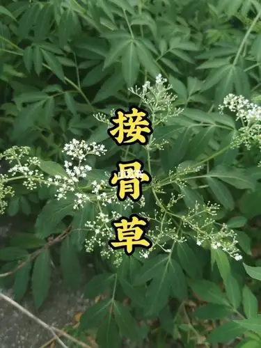 伤科圣药,接骨草,了解一下 ._药品_医疗健康_医疗药品