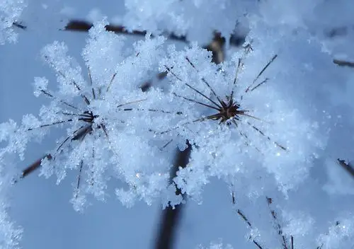 冰床上面的一棵不知名的植物,雾雪在她身上凝结成一簇美丽的"雪花"
