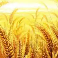 金色麦田微信头像寓意_微信头像图片大全