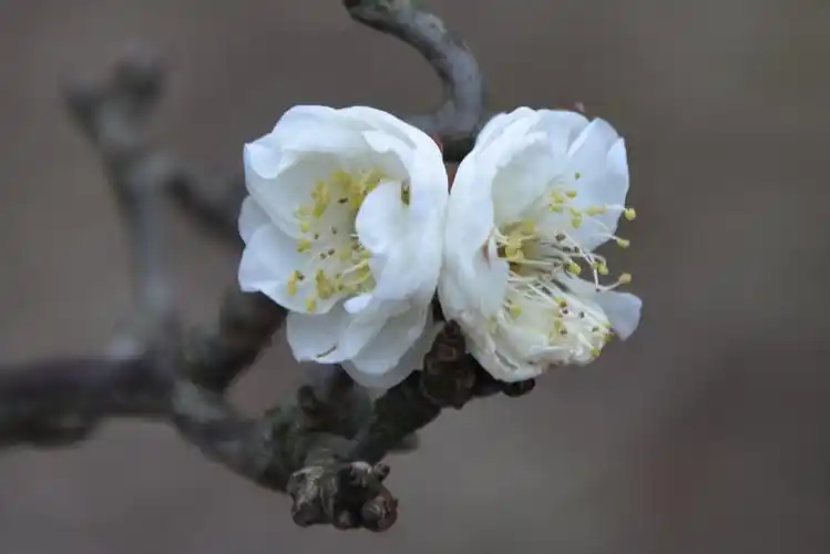 虬枝花茂 龙游梅 赏梅 城市里的梅花 高高挂起 龙游梅 孤傲 梅花与