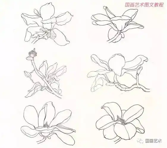 图文教程:工笔玉兰设色技法