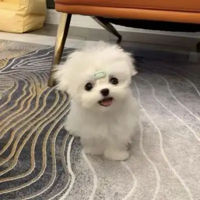 小动物系列 萌萌的像拿了头像的你一样可爱