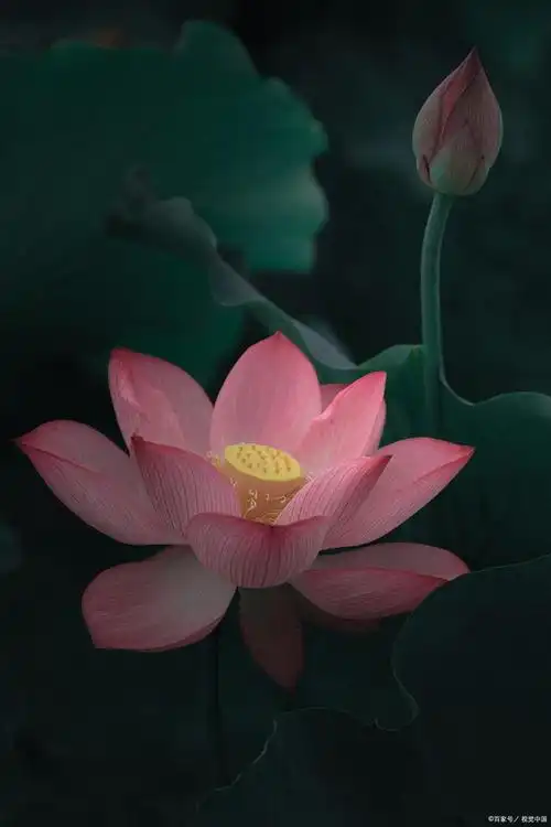 为什么佛教爱用莲花而不是荷花?