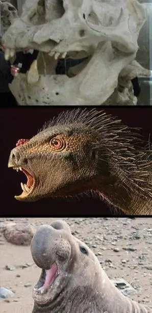 和预计的差太多了吧|牙齿|恐龙|蜥蜴|外星人_网易订阅