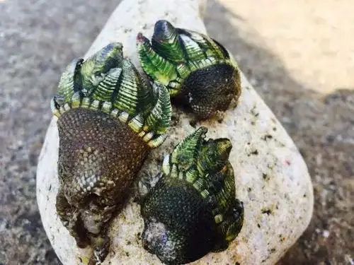 这个来自地狱的海鲜,吃过的玉环人都大喊"鲜掉眉毛!