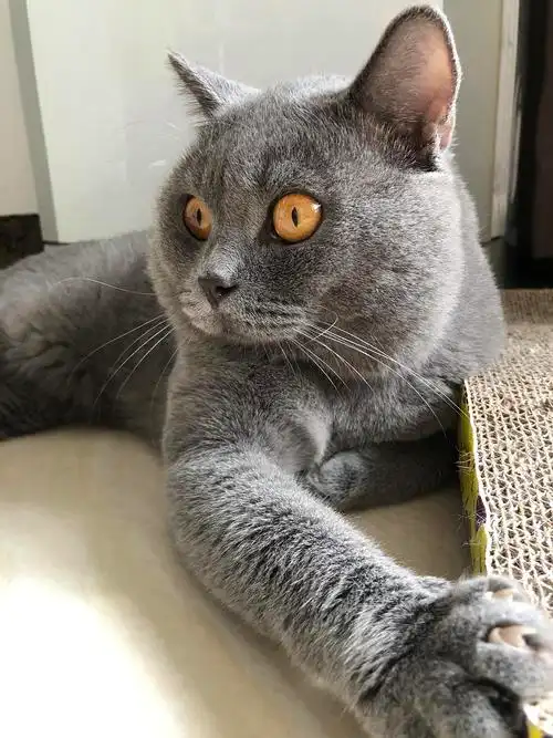 广州品相极好的英短蓝猫种公转让!