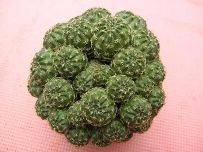 仙人球批发 12cm 多头阳春丸 落地 可混批 20只起售 500元混批