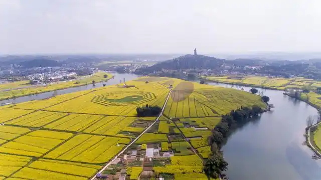 重庆潼南:油菜花开春意浓
