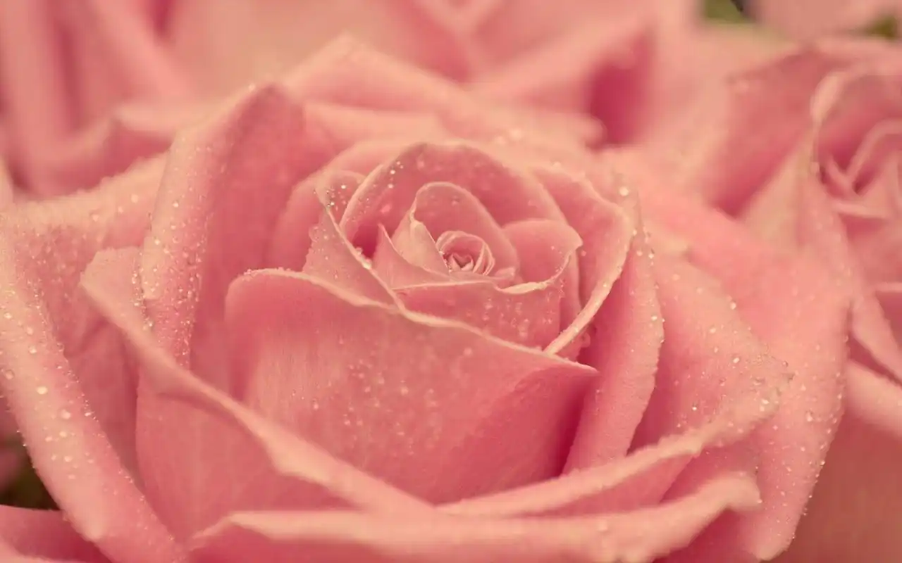 精选小清新粉色鲜花植物花卉桌面壁纸下载