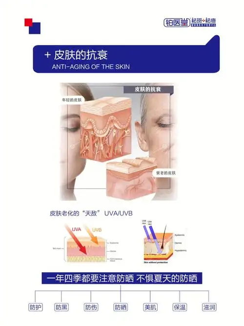 表皮层:年轻皮肤平滑,厚实!