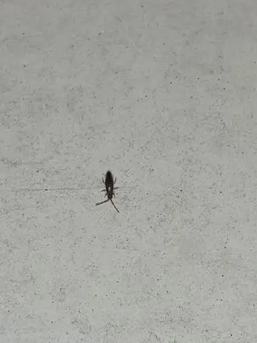 墙壁上都是这种虫子,有人知道这是什么虫子怎么解决吗?求解