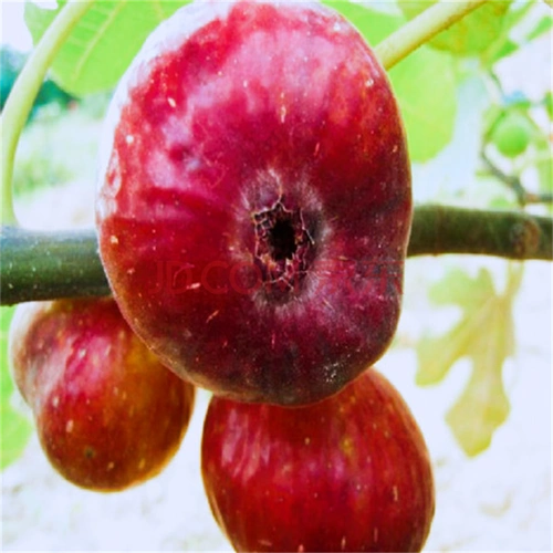 无花果苗盆栽四季特大波姬红无花果树苗各种品种无花果树苗当年结果