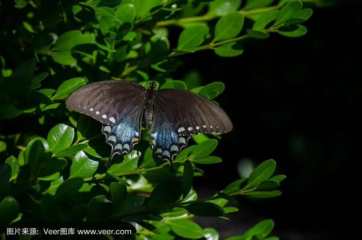 蝴蝶-黑燕尾停留在灌木上