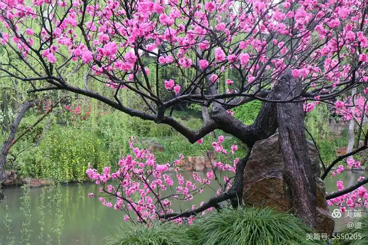 桃花•春雨•江南 - 美篇