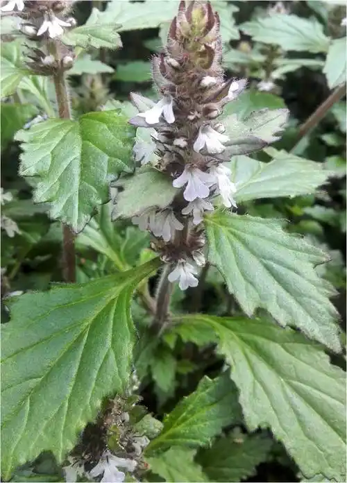 20170801白毛夏枯草ajuganipponensismakino