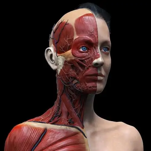 绘画参考素材 面部肌肉