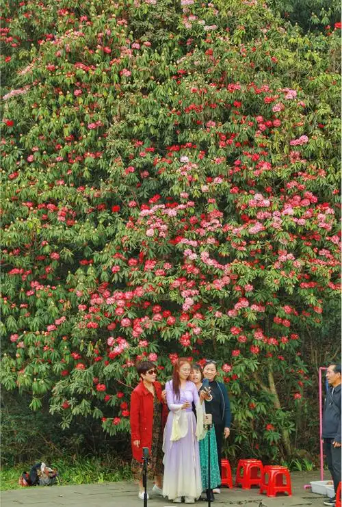 开了!百里杜鹃漫山花海美到失语,清明出游刚刚好→