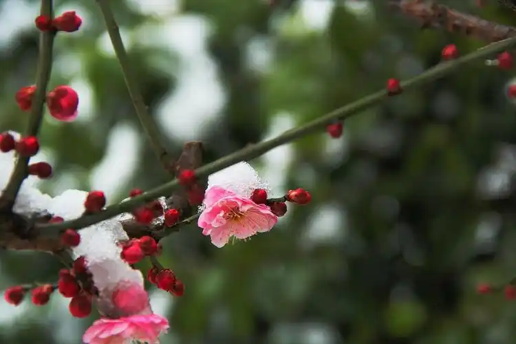 梅花傲雪 雪中梅园 白雪映梅 红梅衬雪