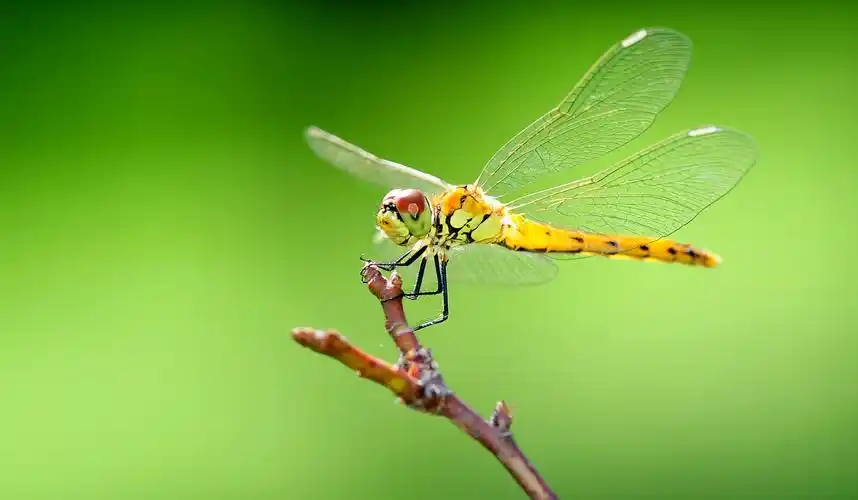 蜻蜓- 风光摄影 - 北晚新视觉 - powered by discuz!