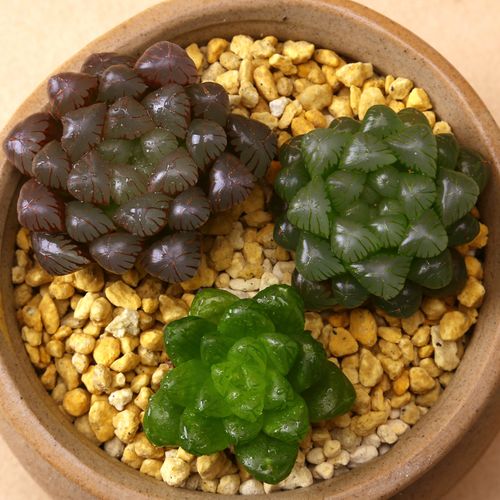 玉露多肉植物_多肉花卉姬玉露多肉植物紫姬玉露盆栽防辐射开窗晶莹