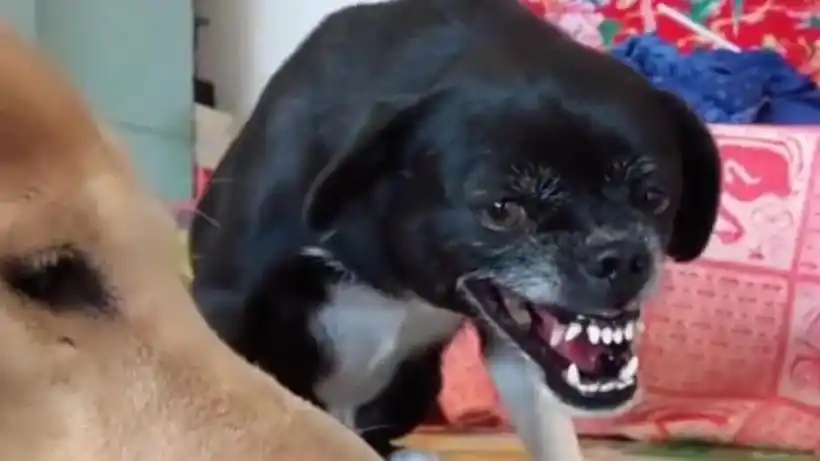 尽管一些狗狗的面部表情看起来严肃或生气,但它们可能仍然友好和温顺.