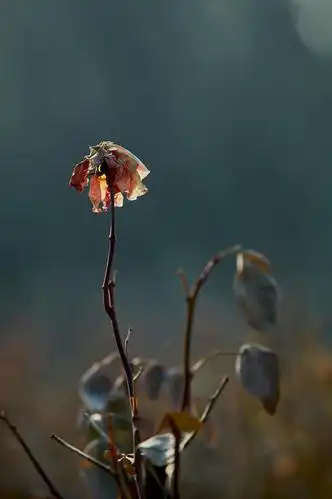 花开花落又一季