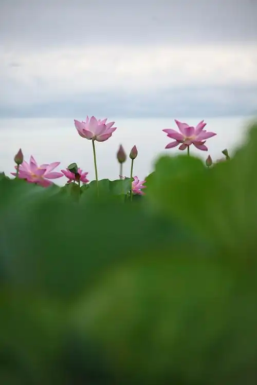 荷花,天空