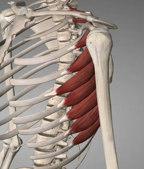 每日一肌:呼吸不畅,胸廓疼痛,肩胛处疼痛之前锯肌