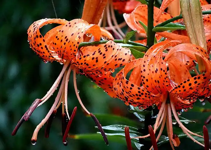 随拍花卉1500种(15)[本集100种]