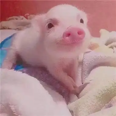 可爱小猪猪头像乌克兰小乳猪