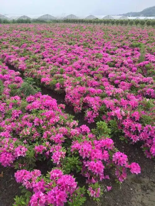 【郎一超直销常绿灌木毛杜鹃 毛鹃 毛娟 耐寒耐半荫