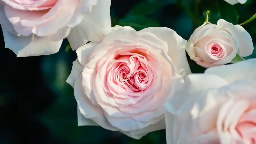 电脑壁纸 花卉 鲜花 唯美的花,文艺的感觉