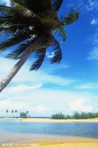 椰树摄影图_海边风景_自然风景_自然景观_摄影图库_昵图网nipic.com