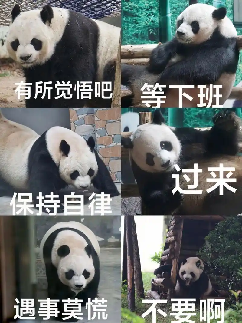 照片来源于网络表情包自制自用 大熊猫缘小,现改名乐水,前知名脱星