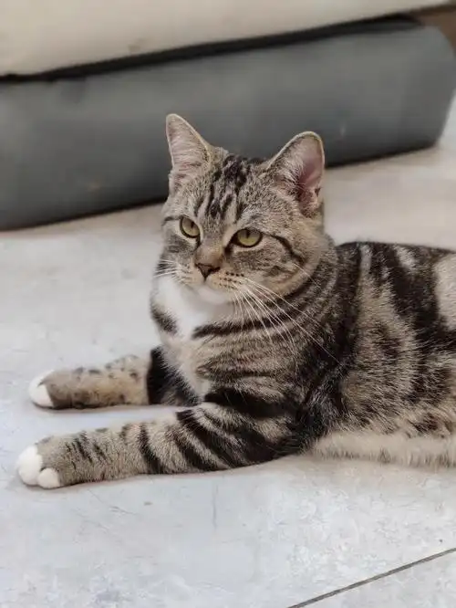 英短虎斑妹妹找新家