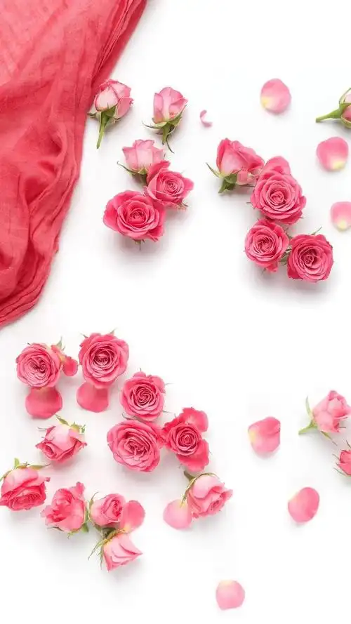 玫瑰花图片大全(唯美玫瑰花手机壁纸)