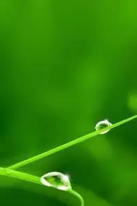 iphone6 plus静态壁纸全绿色的一张