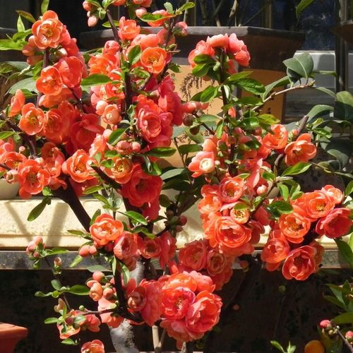 长寿乐海棠花盆栽四季开花树苗花卉植物室内盆景老桩耐寒垂丝海棠