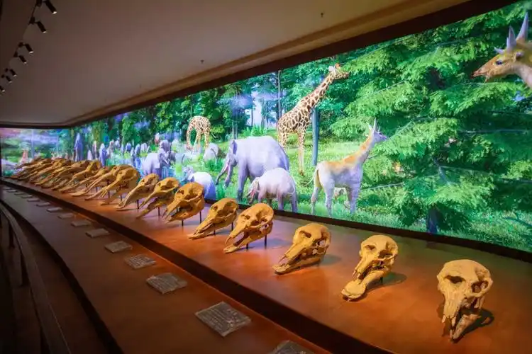 欧乐堡动物标本博物馆研学热寓教于乐长知识