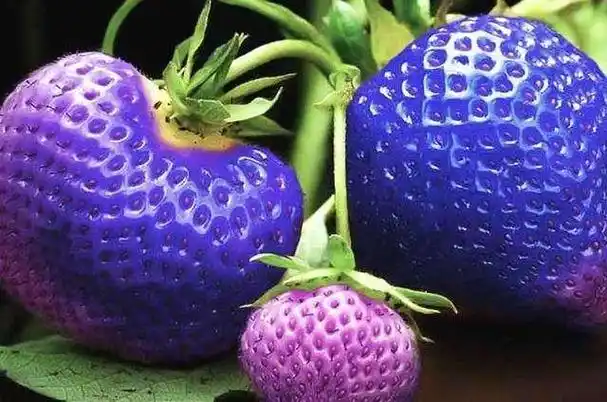 全世界最稀有的几种水果,尤其是最后一种,有钱也不一定能买到!