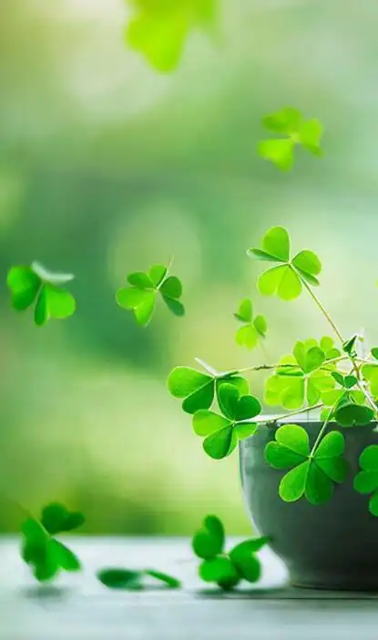 非常好看的幸运草图片,幸运草最唯美真实图片