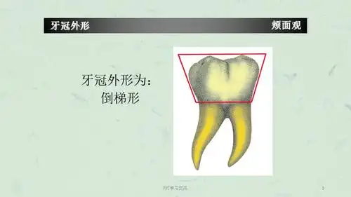 下颌第一磨牙牙体形态简述课件