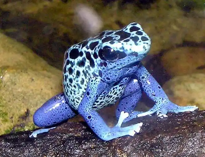 世界之最世界十大最美丽的动物